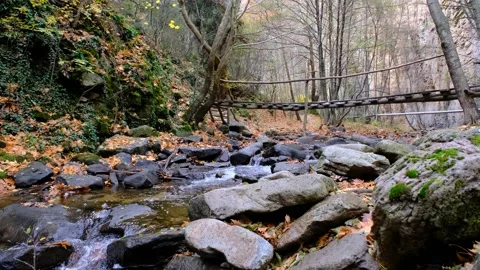 4k video. beautiful view of the forest Stock Footage 198651950