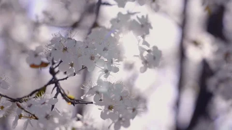 4K video of beautiful white cherry blossoms Stock Footage 276632857