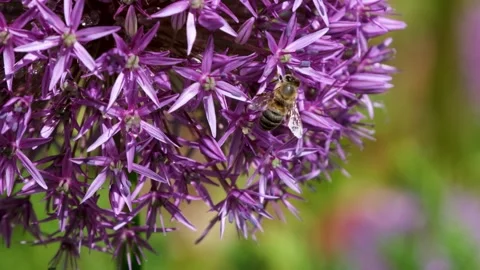 4K video of a bee perched on a purple flower Stock Footage 276673855