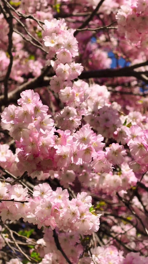 4K Video of a Bee on Pink Cherry Blossoms. Peaceful Spring Nature Scene. Stock Footage 306599270
