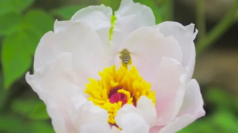4K Video of Bees Foraging on Peony Blossoms Stock Footage 319612413