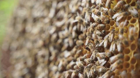 4k video of a Bees worked on honeycomb 스톡 동영상 155590133