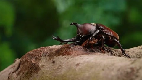 4K video of beetles licking sap. Stock Footage 186306653