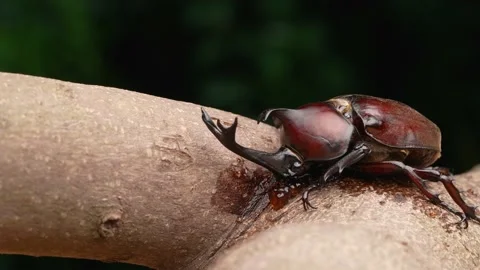 4K video of beetles licking sap. Stock Footage 190854339
