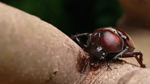 4K video of beetles licking sap. Stock Footage 190856795