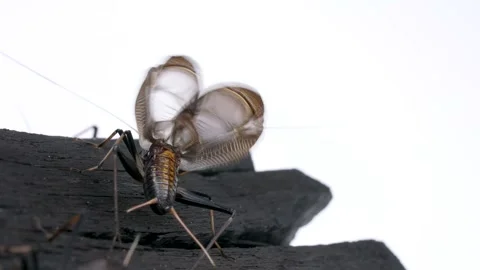4K video of bell crickets chirping on a white background. Stock Footage 334830050