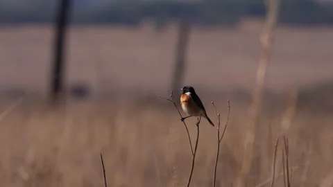 A 4K Video of a bird perched on a twig in a nature reserve of South Africa Stock Footage 199874501