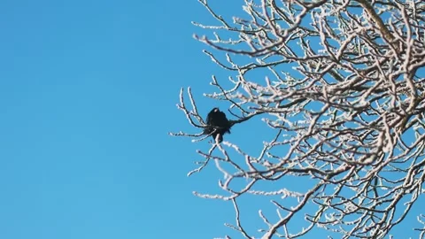 4K video of a black crow perched on frosty tree branches against clear blue s Stock Footage 327239482
