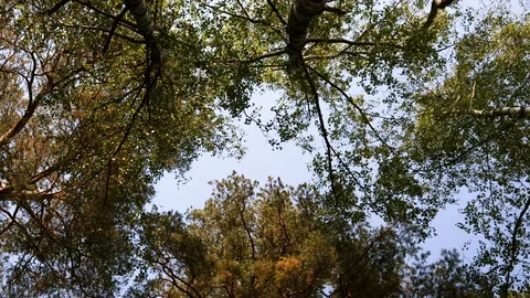 4k video. Bottom view of trees with green and yellow foliage with sun rays. Stock Footage 94797183