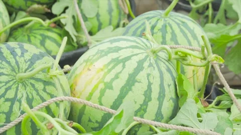 4K Video of Bountiful Summer Watermelon Harvest Stock Footage 319610056