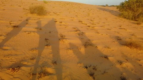 4K video of Camel shadows on the dunes of Lompoul desert in Senegal, Africa Stock Footage