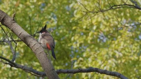 4K video captured in slow motion, a Red-whiskered bulbul, a colorful bird. Stock Footage 253434881