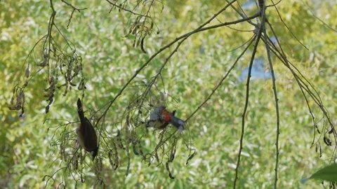 4K video captured in slow motion, a Red-whiskered bulbul, a colorful bird. Stock Footage 253434890