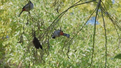 4K video captured in slow motion, a Red-whiskered bulbul, a colorful bird. Stock Footage 254022437