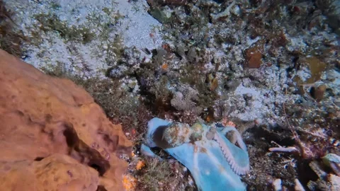4k video of a Caribbean Reef Octopus (Octopus briareus) hunting at night Stock Footage 205228224