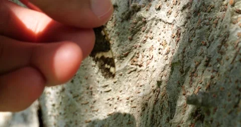 4K video of catching a small cicada. Stock Footage 190182062