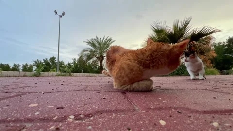 4K Video of Cats Exploring a Garden. Stock-Footage 303901724