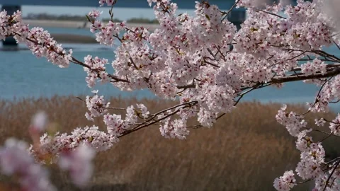 4K video of cherry blossoms in full bloom with panning. 스톡 동영상 256952465