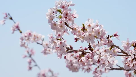 4K video of cherry blossoms in full bloom swaying in the wind. Stock Footage 260173775