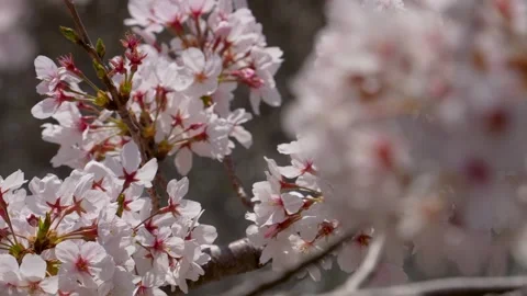 4K video of cherry blossoms in full bloom with panning. Stock Footage 260175454