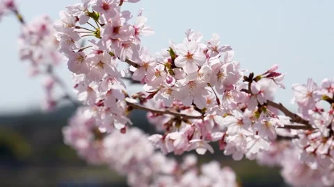 4K video of cherry blossoms in full bloom swaying in the wind. Stock Footage 264478385