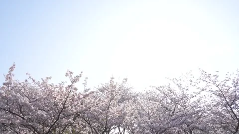 4K video of cherry blossoms in full bloom with panning. Stock Footage 297825044