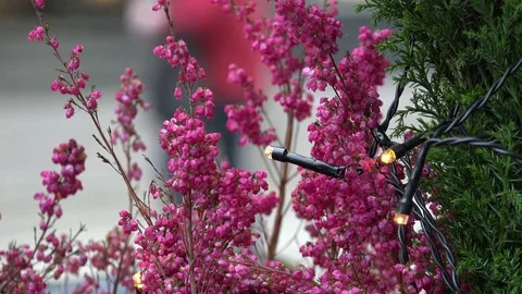 4k Video of christmas decorations Stock Footage 70467694