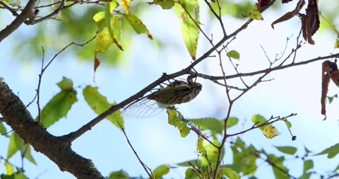 4K video of cicadas laying eggs on a branch. Stock Footage 270196862