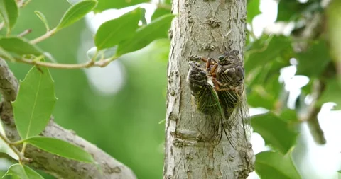 4K video of cicadas mating. Video stock 194487657
