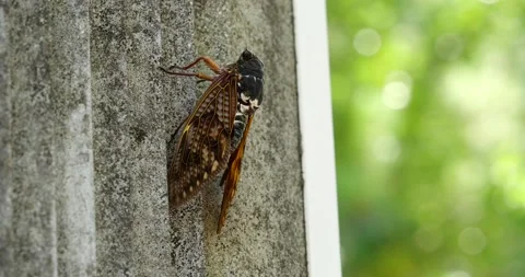 4K video of cicadas singing. Stock Footage 238686836