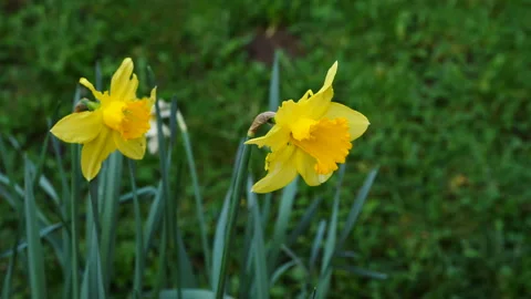 4K video clip of daffodils Stock Footage 267046393