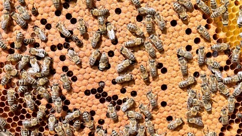 4k video of close up of the bee colony on honey comb in bee hive. Stock Footage 120671071