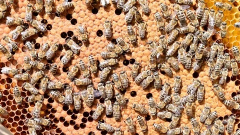 4k video of  close up of the bees on honey comb in bee hive. Stock Footage 119006066