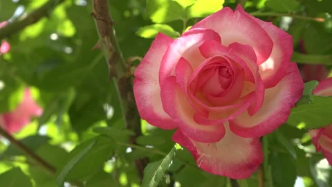 4K video close up of bright pink rose flower with green leafs in the garden 스톡 동영상 144075998