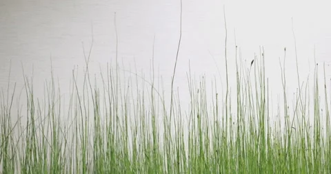 4K video Close up grass with the wind on blurred green grass background. conc Stock Footage 212038992
