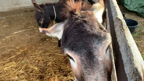4k video Close-up of happy donkeys looking at the camera. Stock Footage 224701447