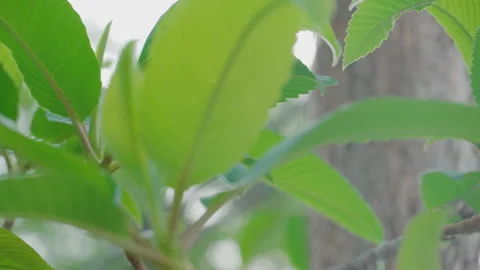 4K Video Close up shot rain on green leave. Concept for season and rainy day. Stock Footage 148894746