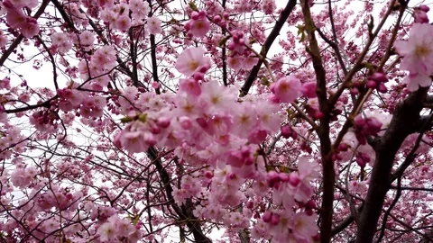 4k video Close up of spring cherry blossoms with pink flowers wind and branches Stock Footage 107285759