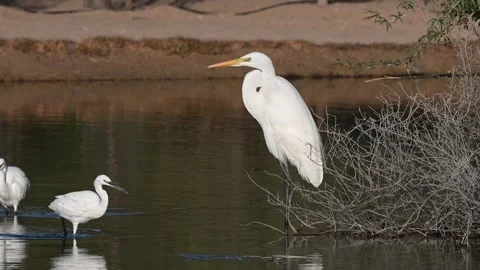 4K Video of a close up of a white crane at Qudra Lakes in the desert of Dubai Stock Footage 310721618