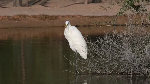 4K Video of a close up of a white crane at Qudra Lakes in the desert of Dubai Stock Footage 310721648