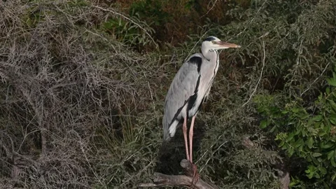 4K Video of a close up of a white crane at Qudra Lakes in the desert of Dubai Stock Footage 310721708