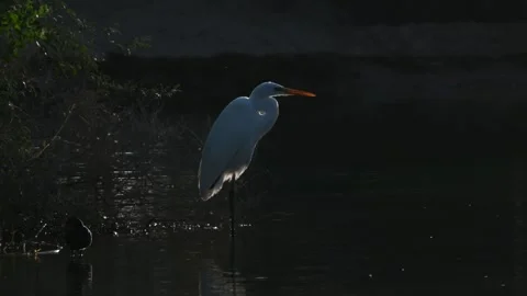 4K Video of a close up of a white crane at Qudra Lakes in the desert of Dubai Stock Footage 310721801