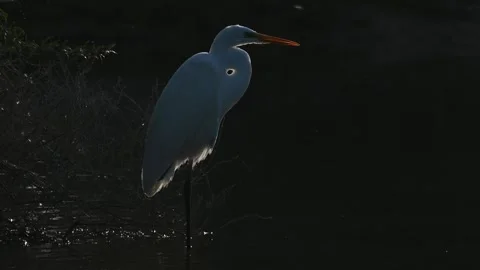 4K Video of a close up of a white crane at Qudra Lakes in the desert of Dubai Stock Footage 310721805