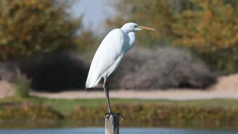4K Video of a close up of a white crane at Qudra Lakes in the desert of Dubai Stock Footage 310721840