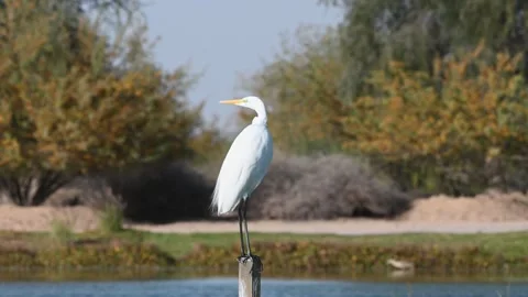 4K Video of a close up of a white crane at Qudra Lakes in the desert of Dubai Stock Footage 310721884