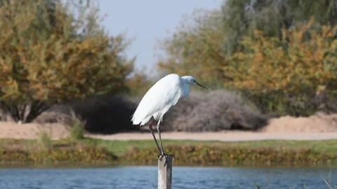 4K Video of a close up of a white crane at Qudra Lakes in the desert of Dubai Stock Footage 310721909