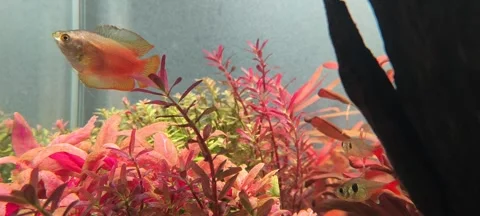 4K Video of Colorful Gourami Exploring Aquatic Plants in Freshwater Aquarium Stock Footage 314461532