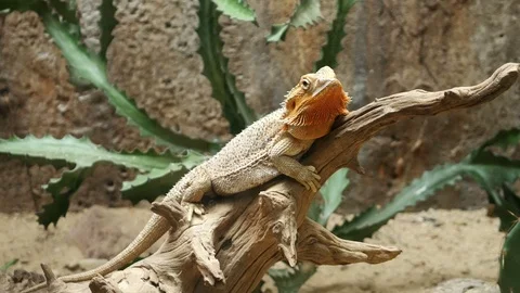 4k video of common bearded dragon (Pogona barbata) on wood branch Video stock 94774469
