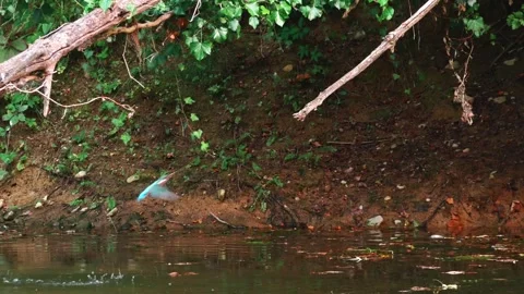 4K Video of Common Kingfisher Perched on Branch Diving into River to Bathe Stock Footage 329053938