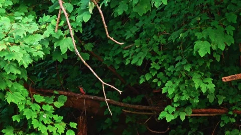 4K Video of Common Kingfisher Perched on Branch Diving and Eating Fish Stock Footage 329056301